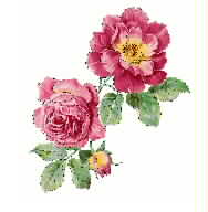 Beautiful Rose embroidery pattern album